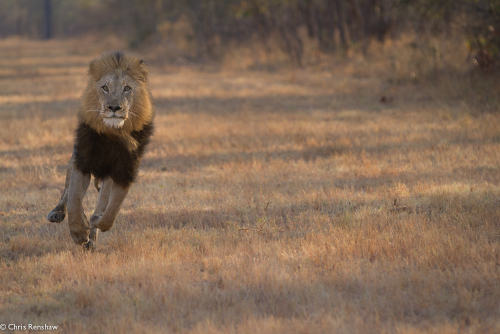 lion growl hump lion growl hump