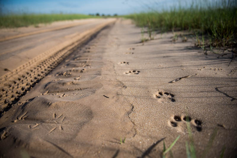 The unmistakable tracks of an elusive Leopard.