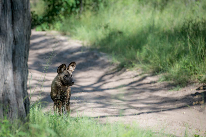 One of the most incredible Africa predators, the Africa Wild Dog.