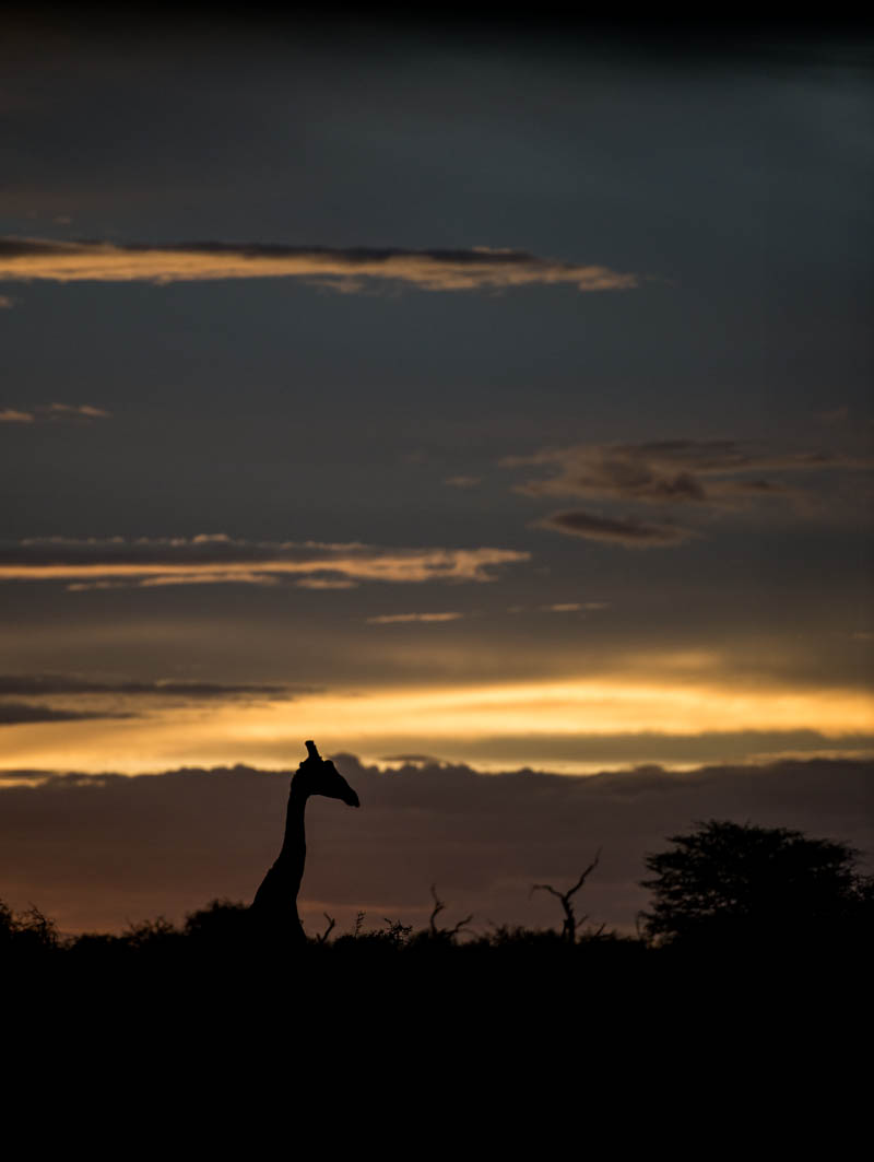 A lone Giraffe silhouetted in the setting sun.